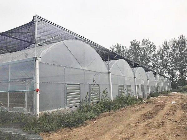 連棟薄膜溫室